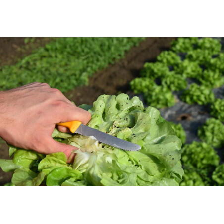 Lettuce harvest knife 11 cm