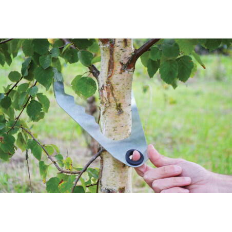 Nursery tree caliper 18 to 35 cm